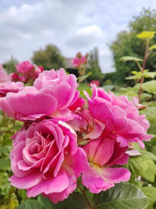 Le Jardin Des Lacs Gite Nature Et Spa Ardres Exteriér fotografie
